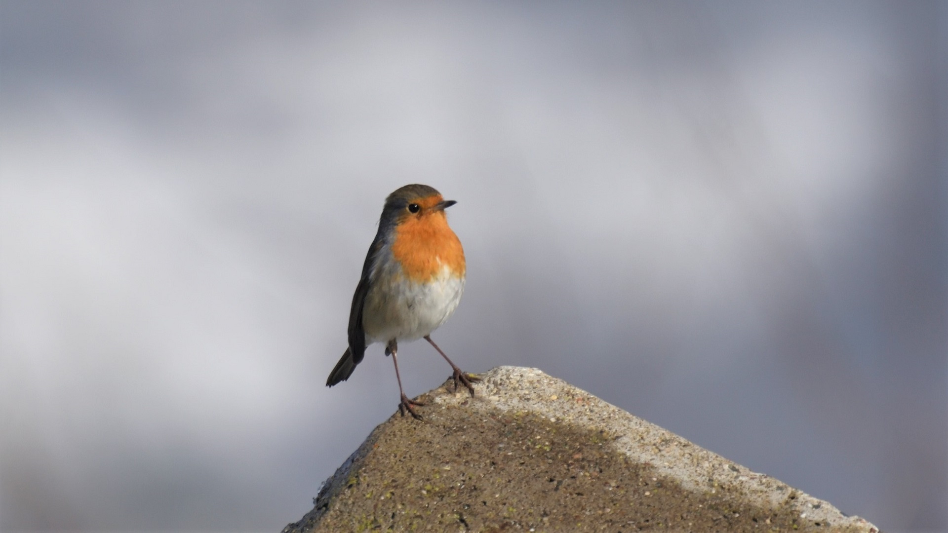 European Robin